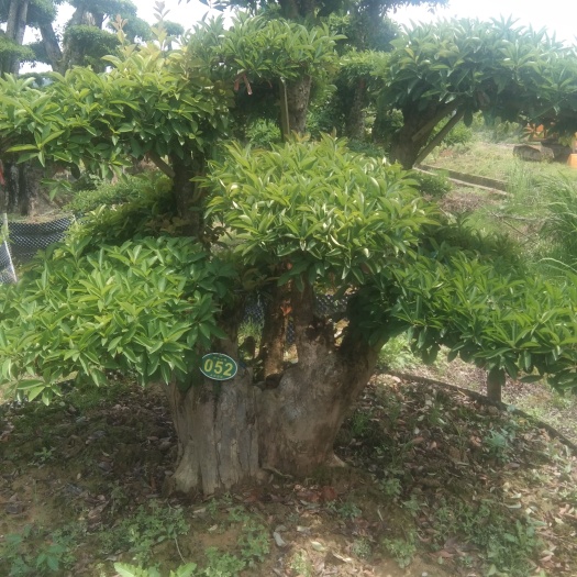 浏阳市高杆石楠