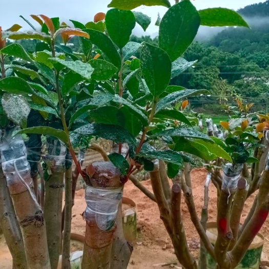 高州市山茶花