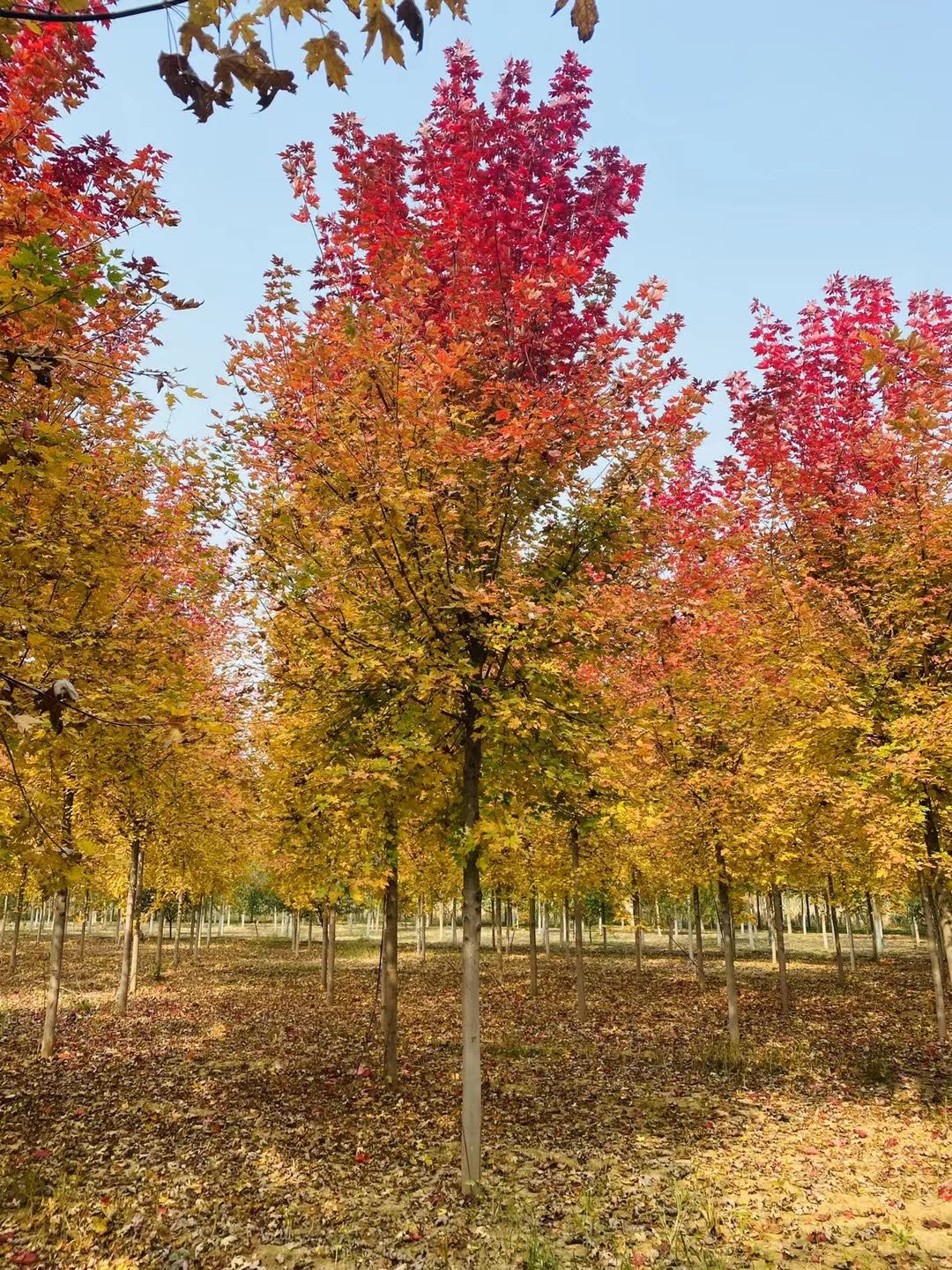 14公分美國紅楓價格，目前14公分紅楓市場價格是多少