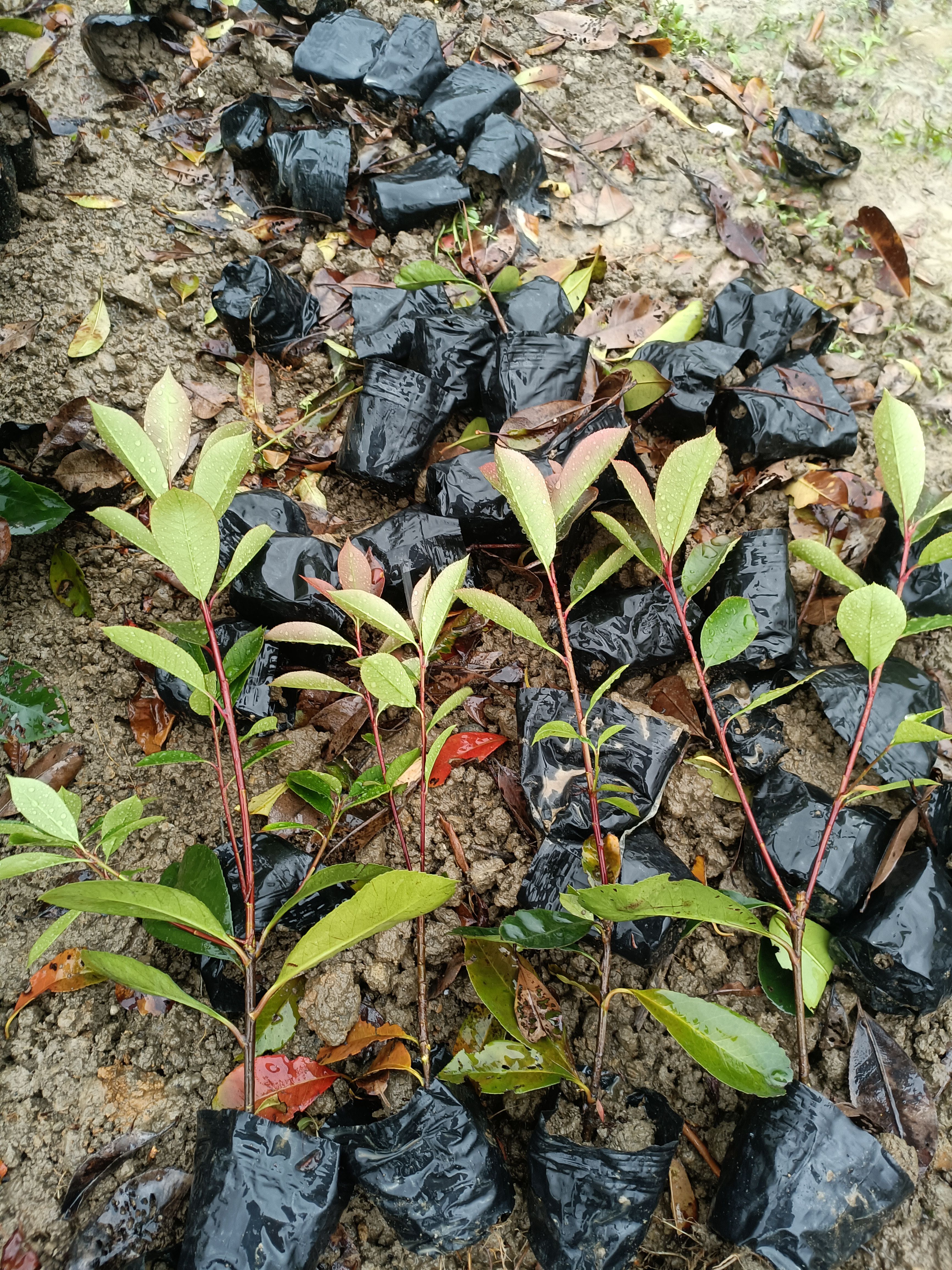 红叶石楠大小杯