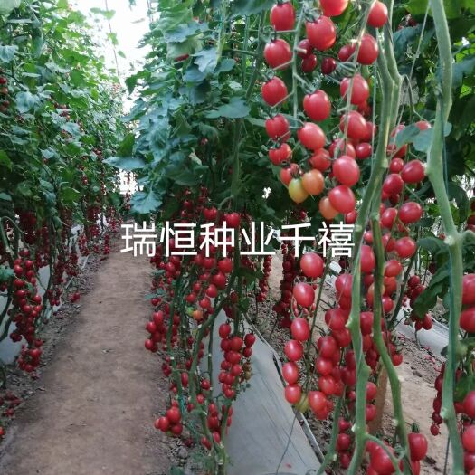 寿光市千禧小西红柿苗子，小圣女果苗子，千禧番茄苗子
