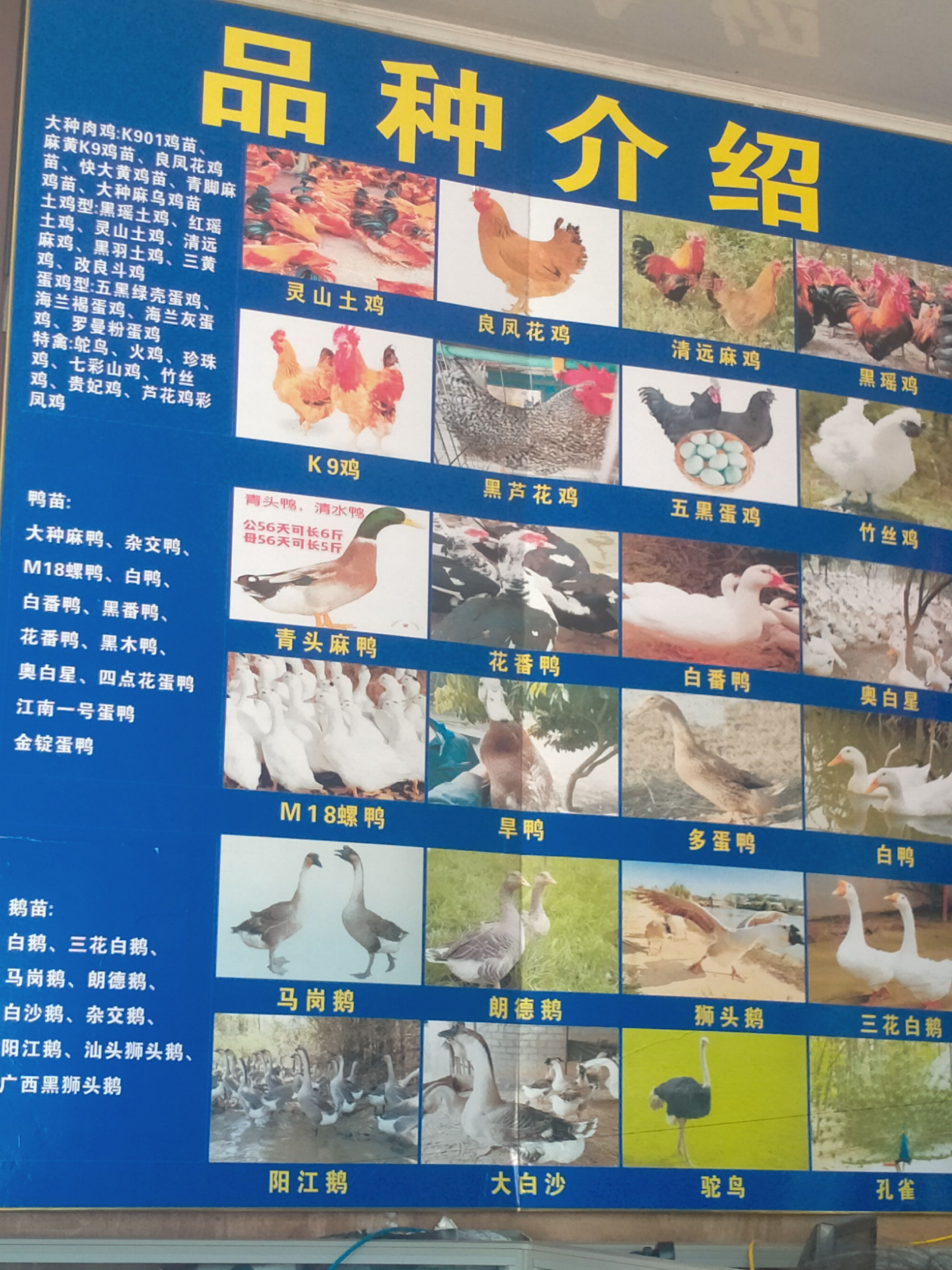 快大型K9肉鸡苗 脱温鸡公苗母苗，大量批发，可零售质量保证！