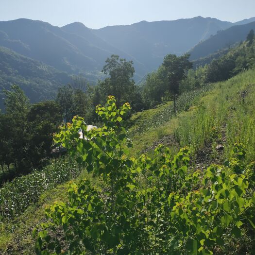 十堰湖北黄檀树