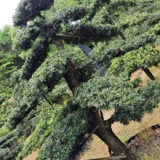长沙造型罗汉松桩景，物美价廉，广泛用于庭院、别墅及绿化工程。