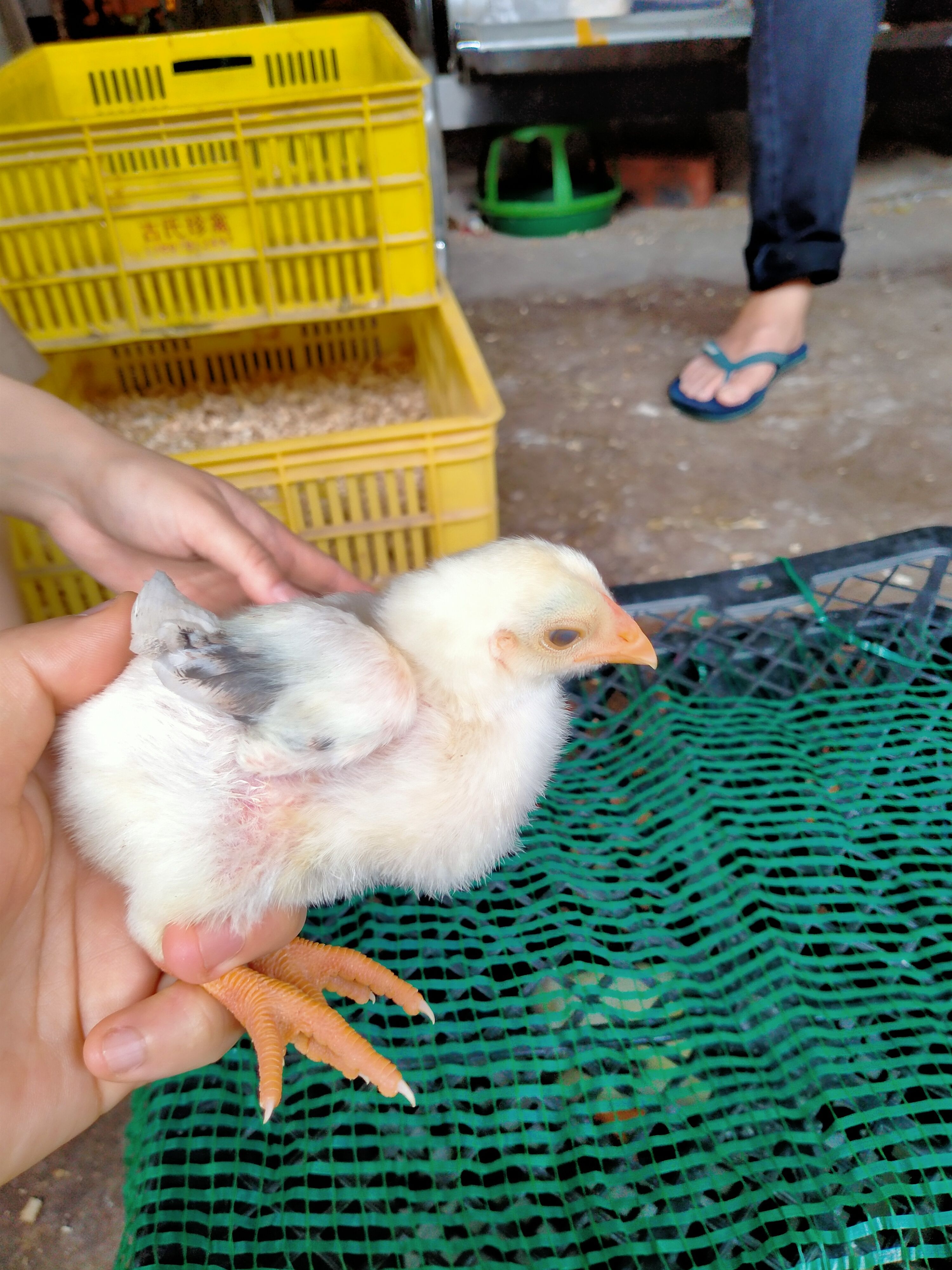 纯种越南东涛鸡脱温苗 越南粗脚鸡 观赏鸡，品种好，质量保证