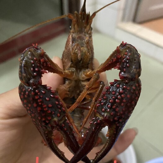 潜江市小龙虾