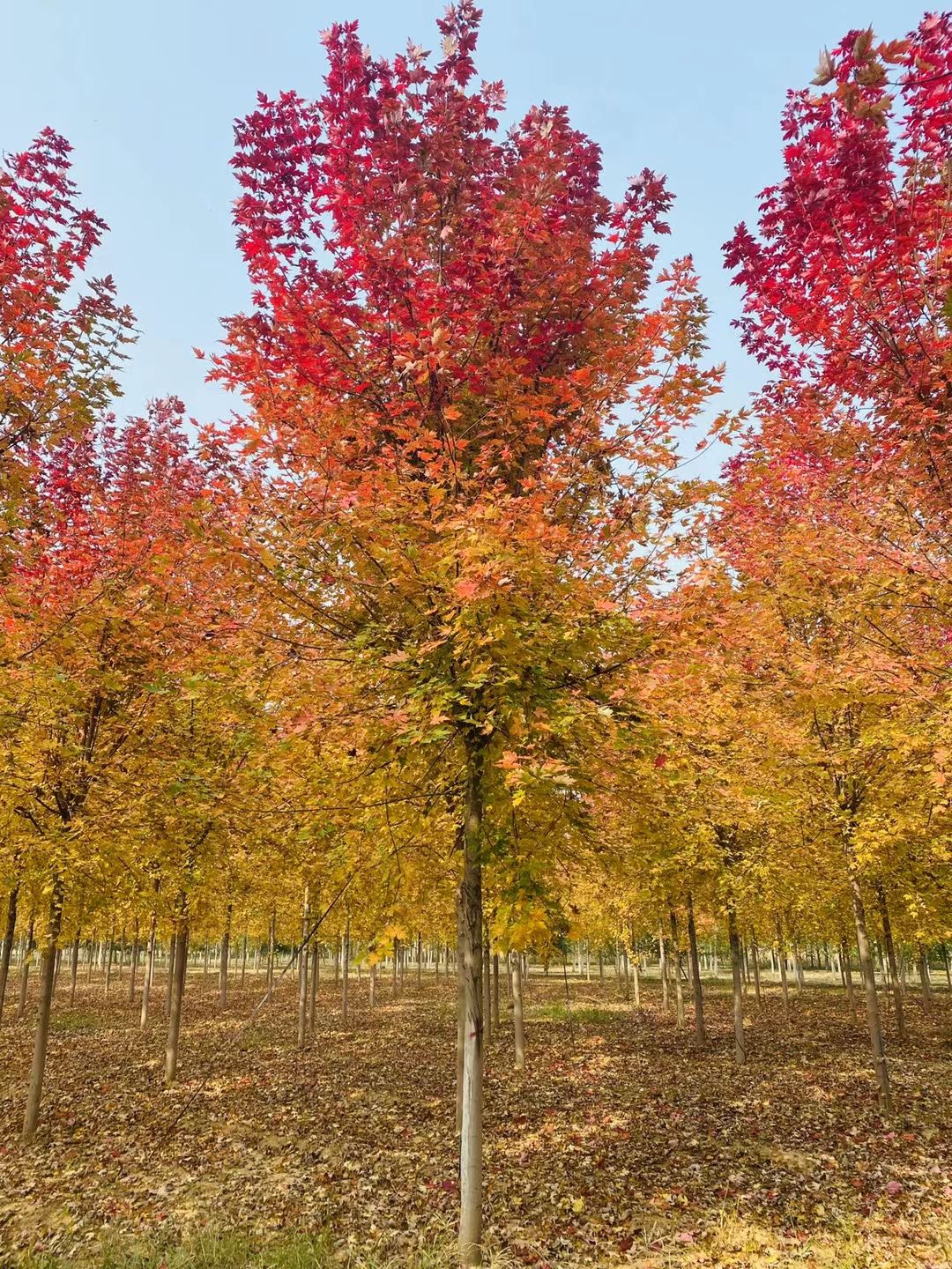 14公分美國紅楓價格，目前14公分紅楓市場價格是多少