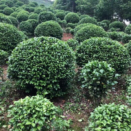 长沙茶花球，中囯四大名花之一，广泛用于庭院、别墅，道路绿化工程。