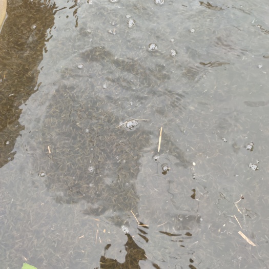 郑州鲤鱼 水花 夏花 寸片