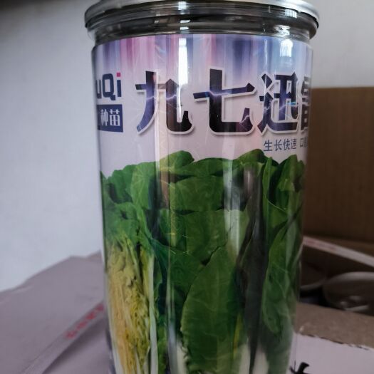 耐湿耐热快菜，杭白，小白菜种子，不烧心高温直立