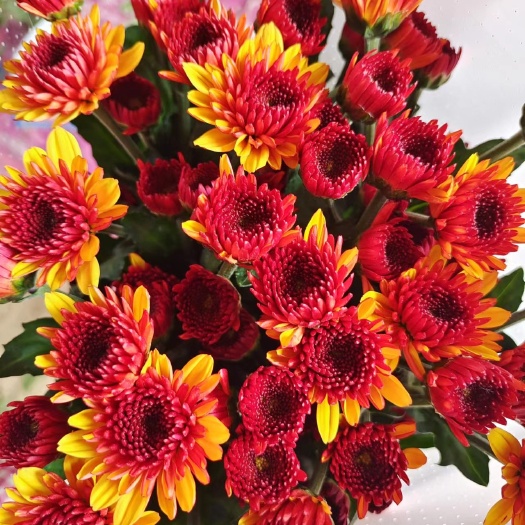 东海县菊花鲜切花