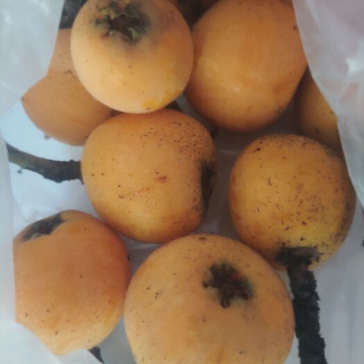 简阳市大五星枇杷