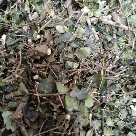 玉林绣花针虎刺新货青绿