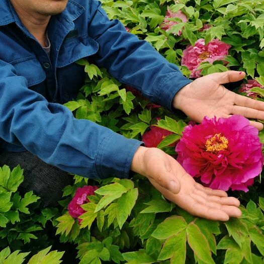 洛阳红牡丹秋季裸根发货 其余时间移栽带土球 菏泽大城牡丹直供