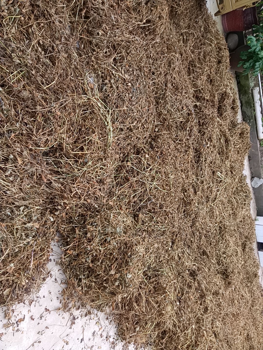 当阳市鱼腥草干叶  干根