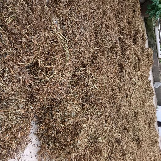 当阳市鱼腥草干叶  干根