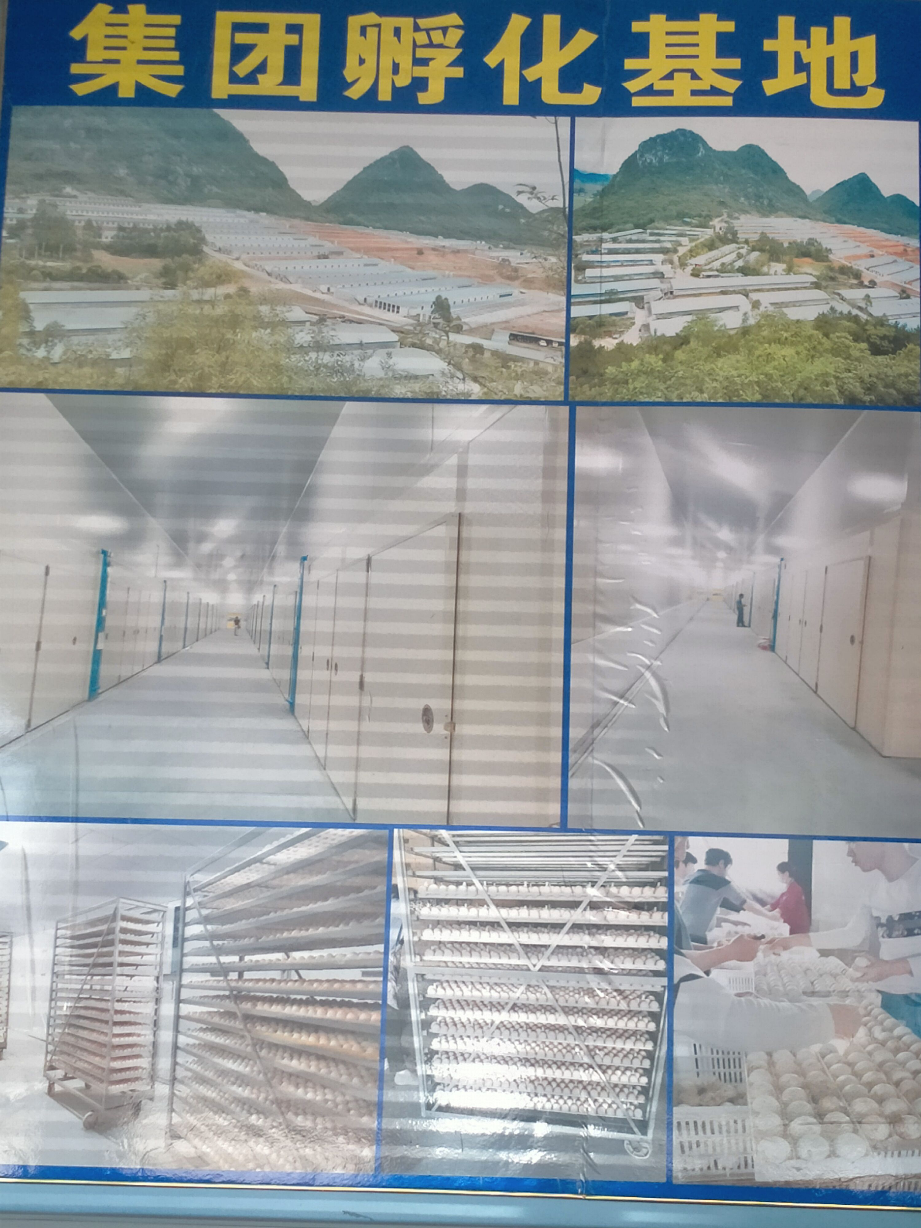 快大型K9肉鸡苗 脱温鸡公苗母苗，大量批发，可零售质量保证！