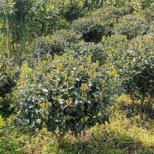 洞口县茶梅 50~80cm