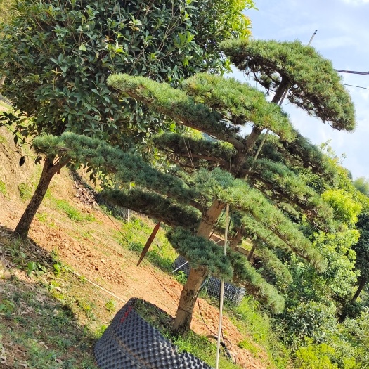 造型五针松桩景，树形优美亮丽，庭院、别墅、高级会所树种。