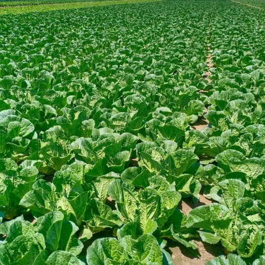 定州市夏阳白菜包地火热中，每亩净菜12000起步，价格3200元