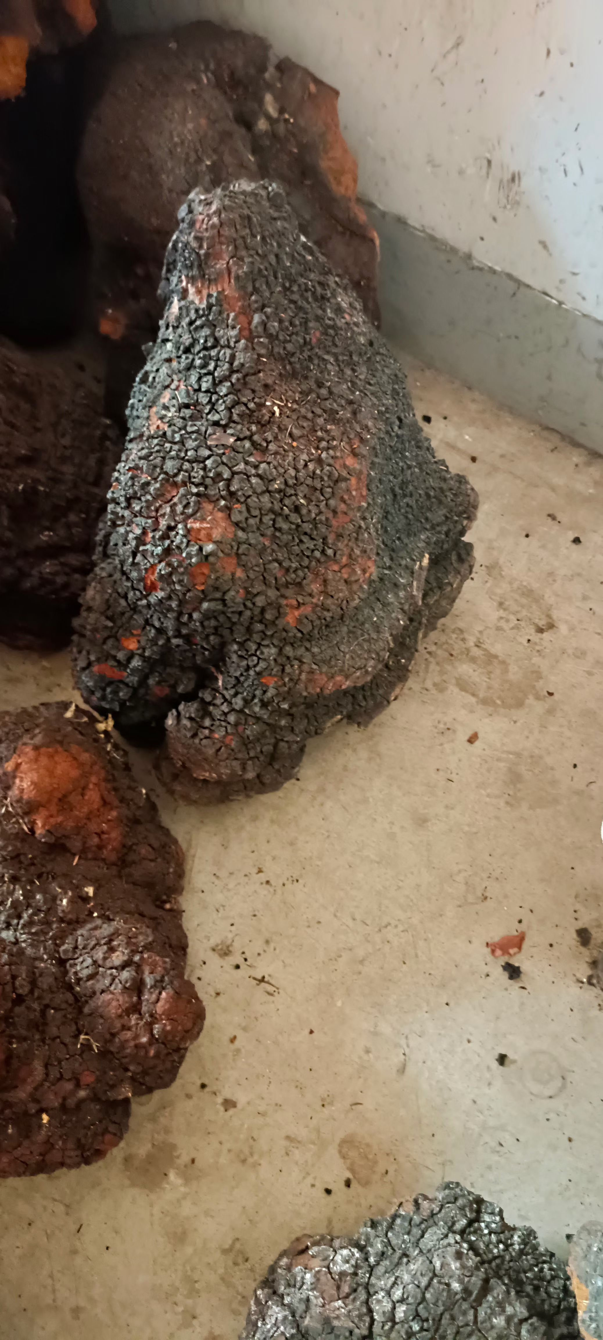 桦树茸干货有几万斤需要联系我