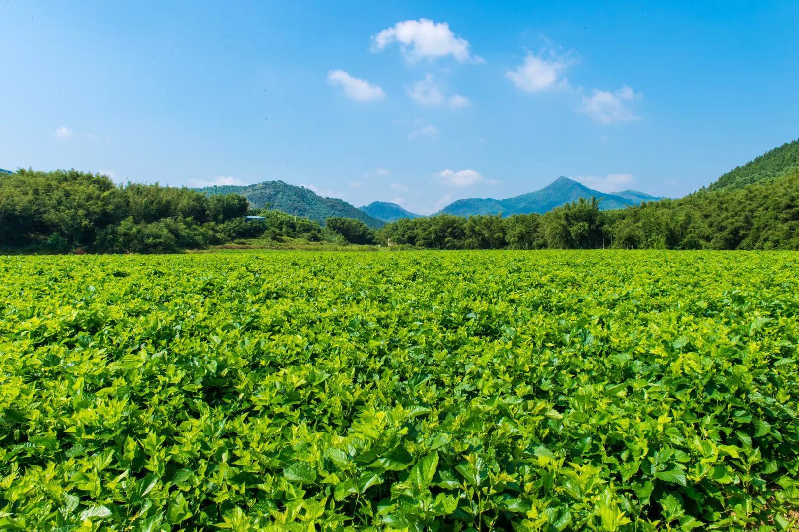 平卧菊三七茶  厂家直供，量大优惠