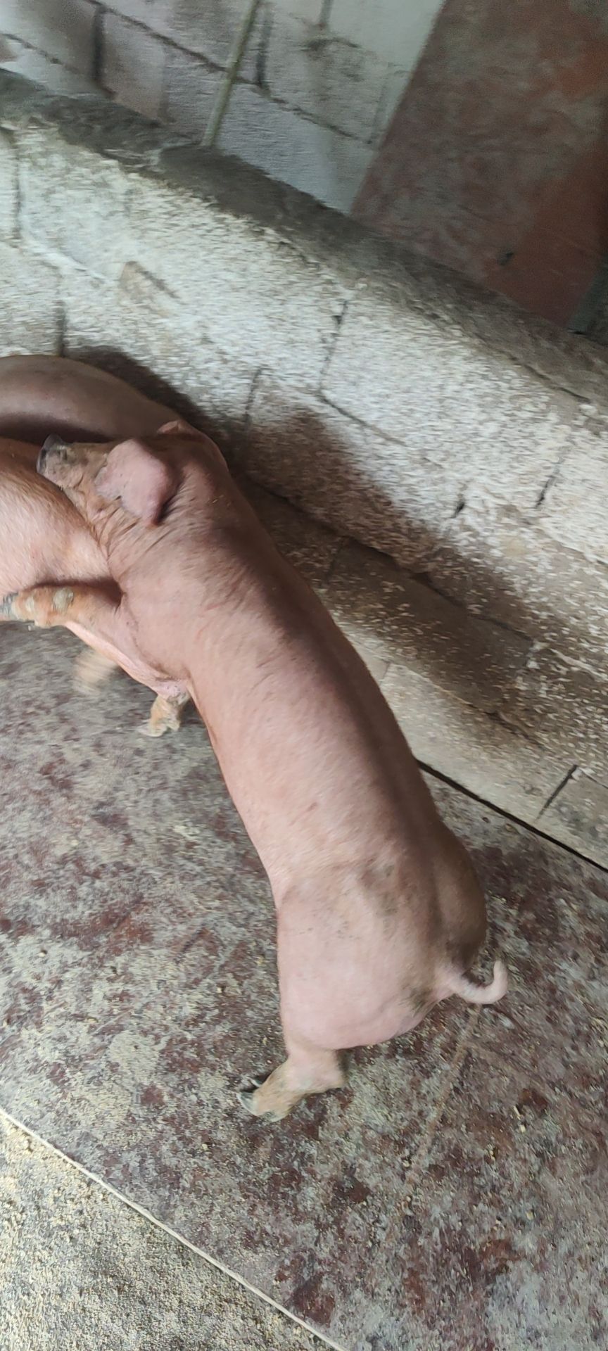 新美系杜洛克种公猪，杜洛克种母猪，杜洛克猪仔。