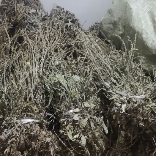 奉节车前草
