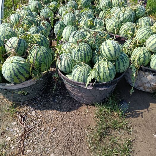 上海上海8424大棚西瓜，小美西瓜批发