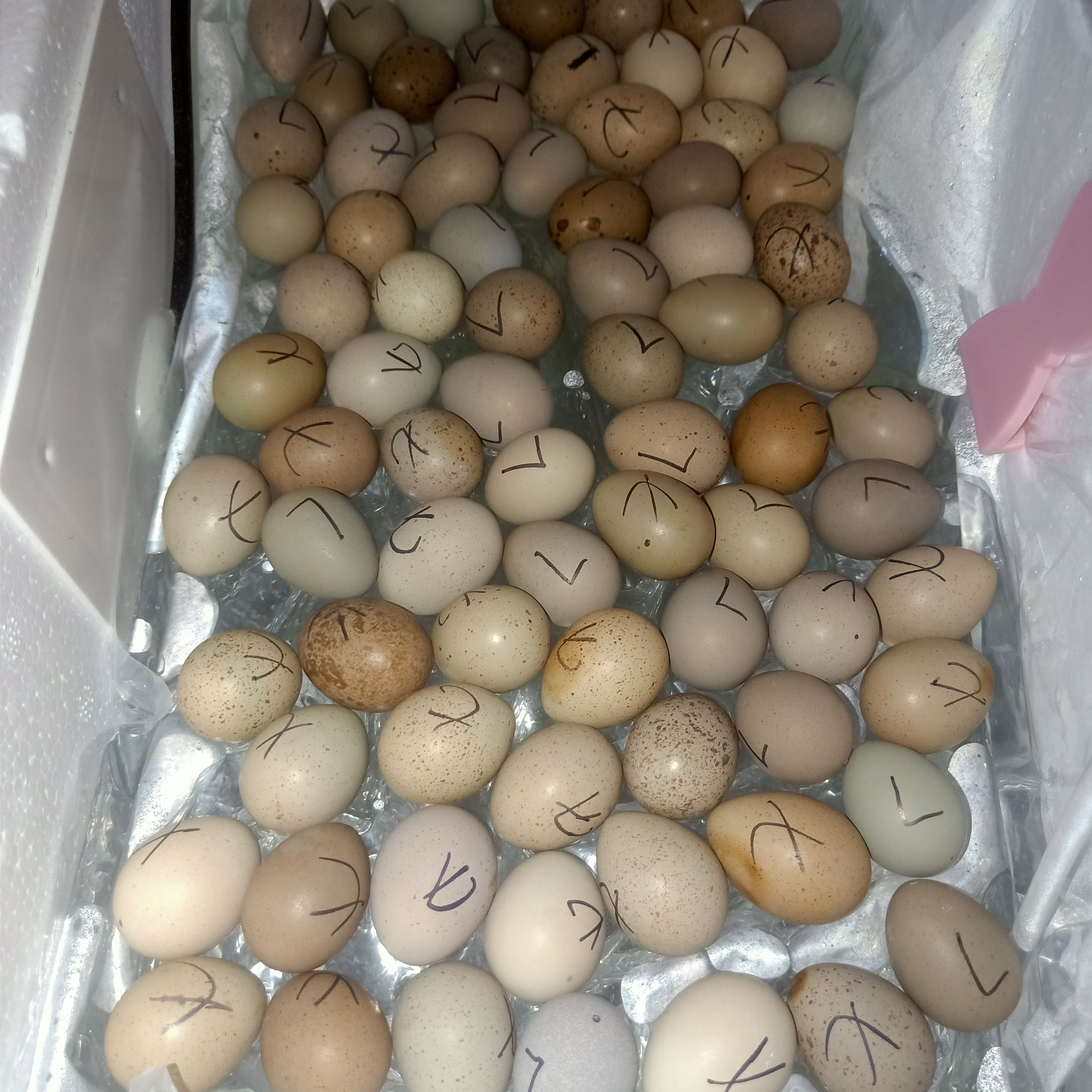 芦丁蛋 芦丁鸡瓦灰黑白红胸礼服蛋种蛋包80%受精