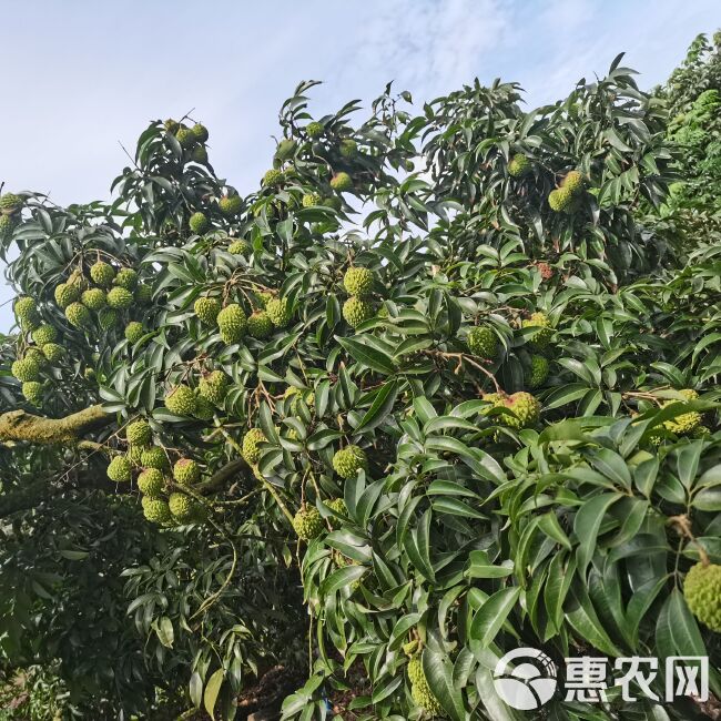 火山岩荔枝王