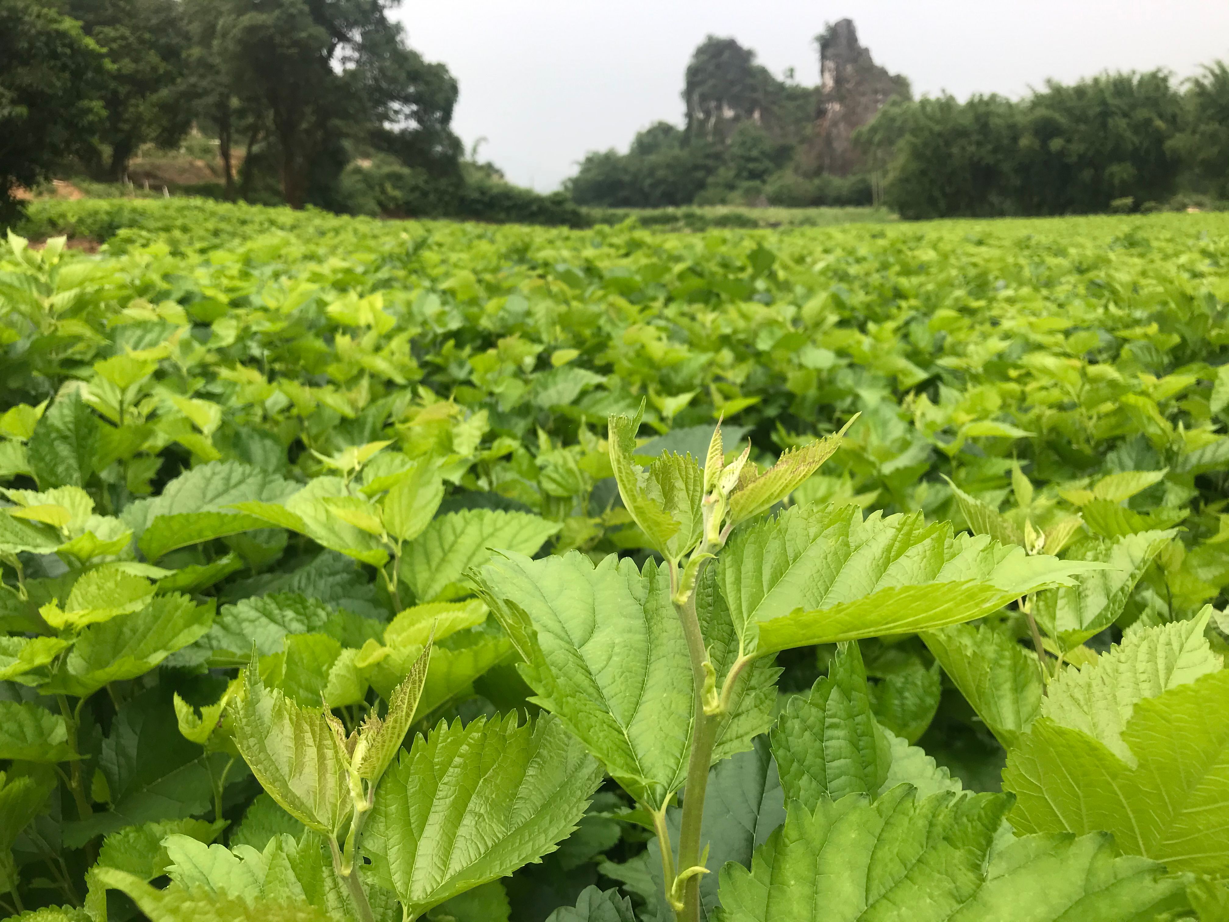 平卧菊三七茶  厂家直供，量大优惠