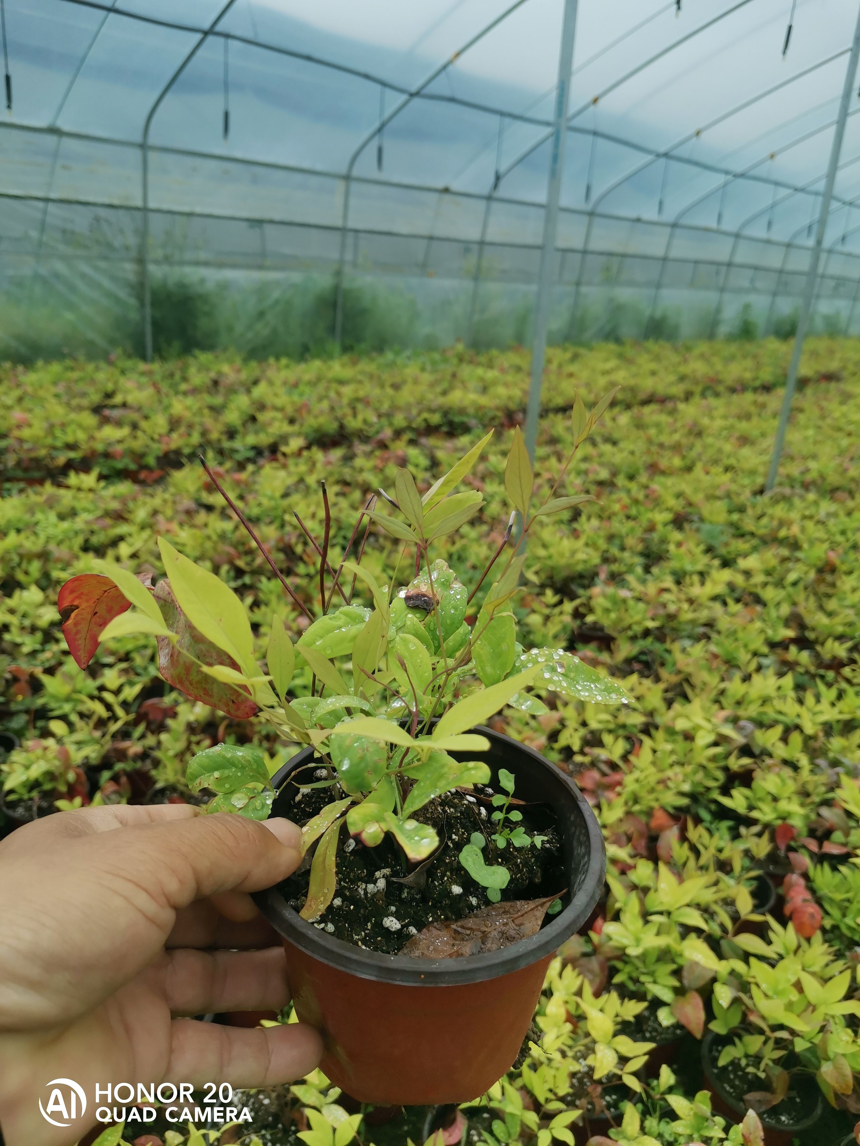 泰安市开发区旭程农业科技有限公司，大量出售火焰南天竹。
