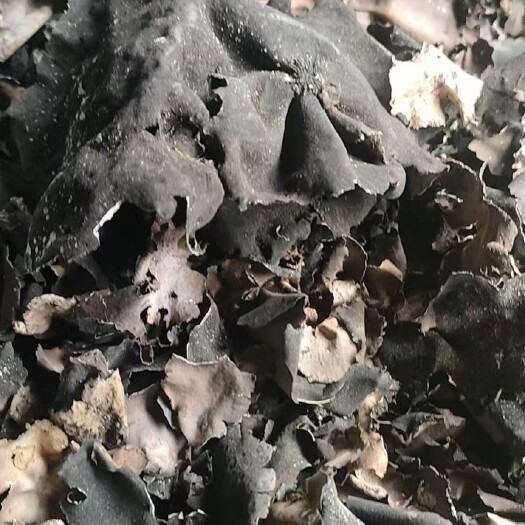 泸水市高黎贡山野生石耳