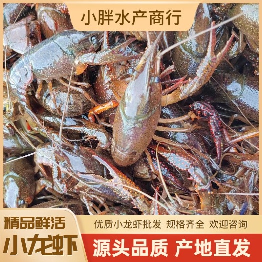洪湖市湖北洪湖小龙虾批发 支持一件代发 小青中青大青 品种齐全