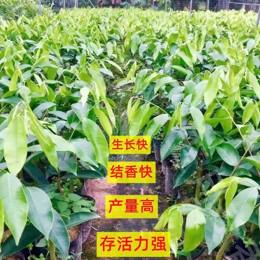 茂名奇楠沉香树糖结，白棋，凹身，紫棋，西瓜叶，香霸，金丝油