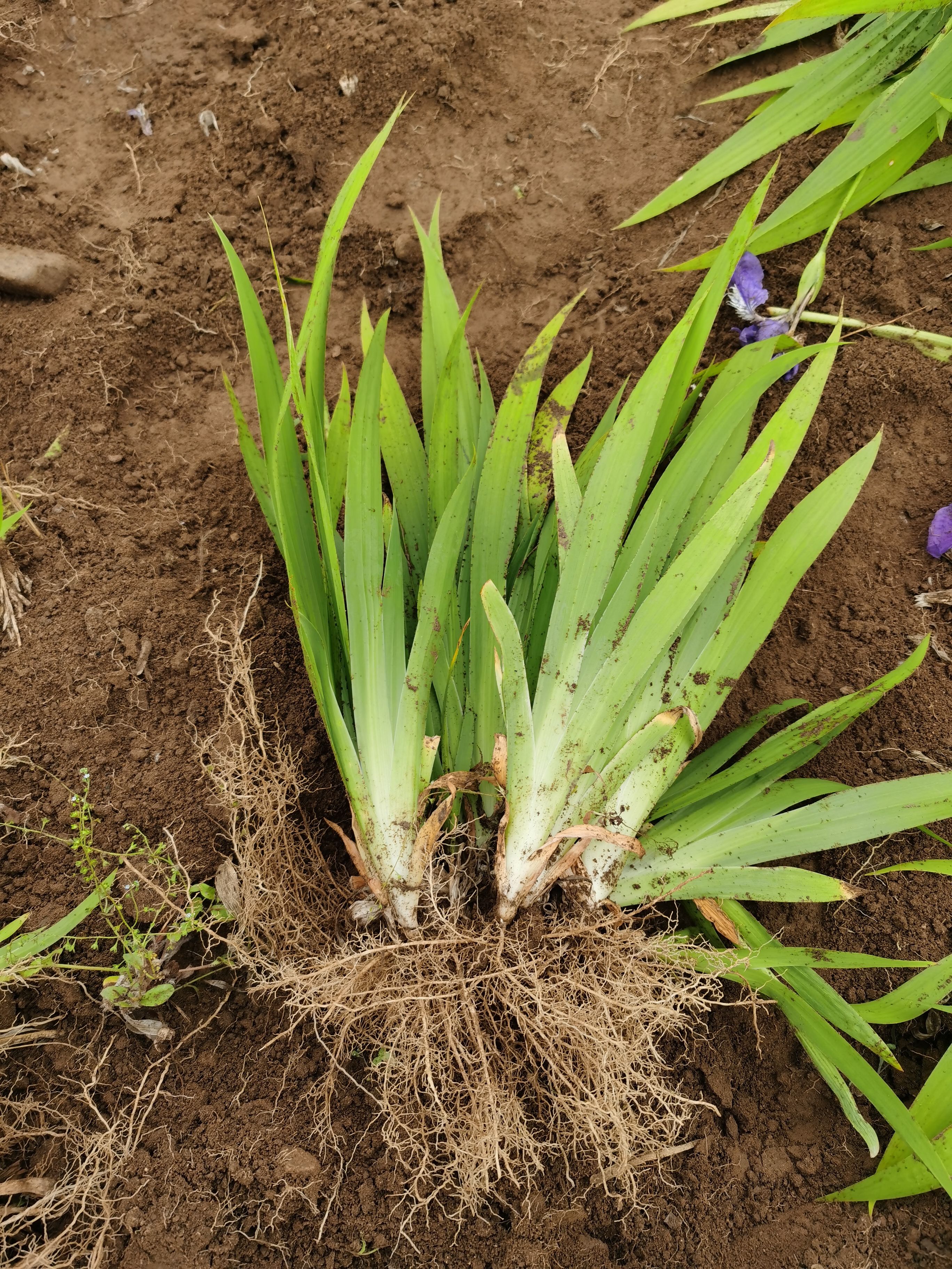 蓝花鸢尾绿化苗木