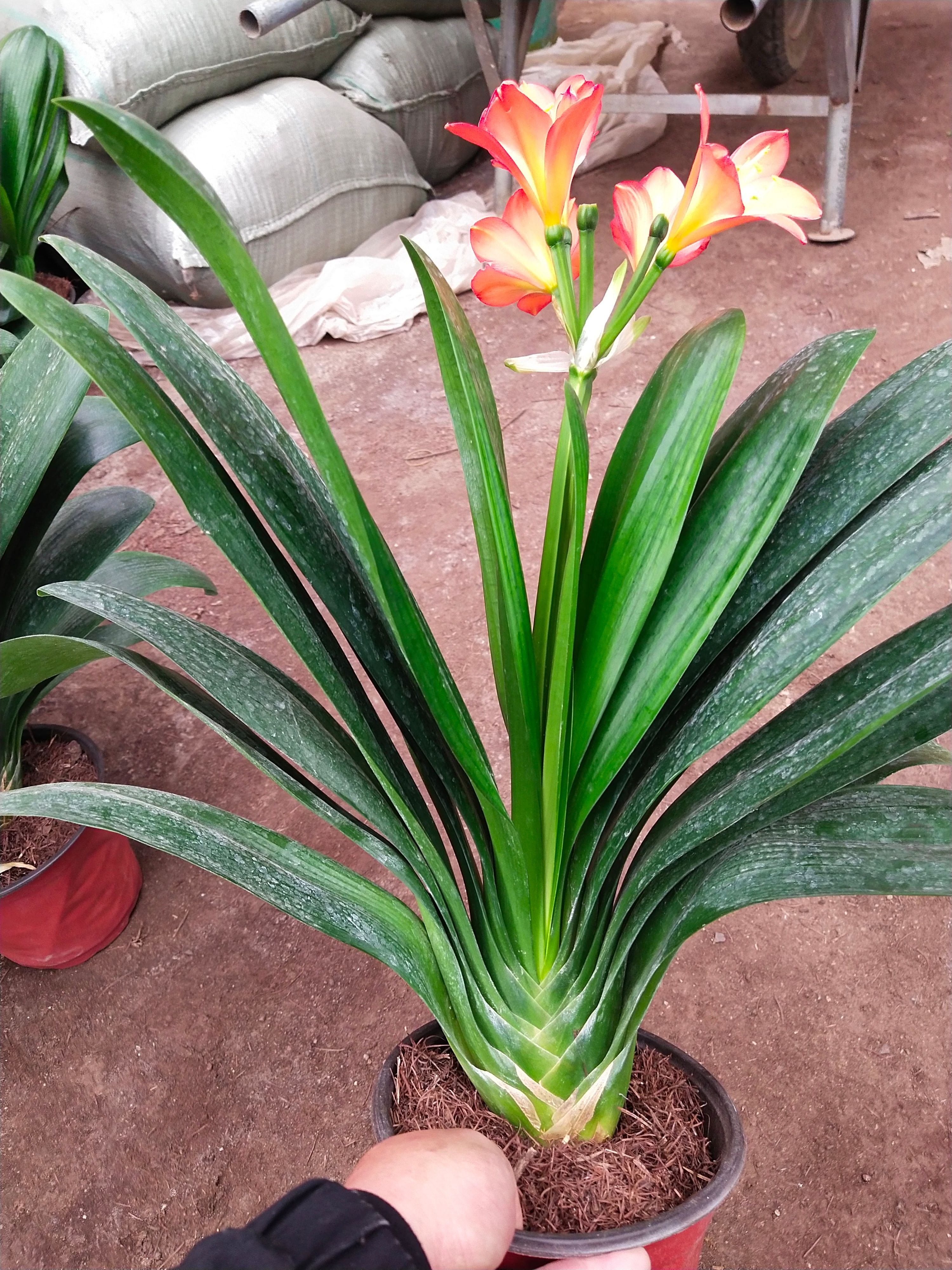 君子兰，基地直发，价格美丽，质量保证。欢迎咨询选购。