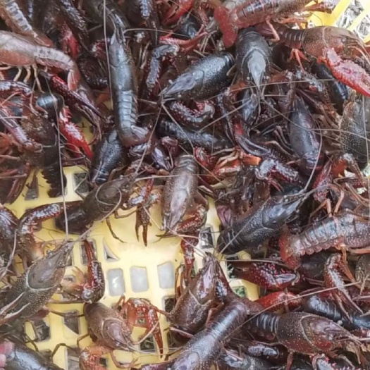 潮州鲜活小龙虾小红小青活体商用虾 青虾红虾