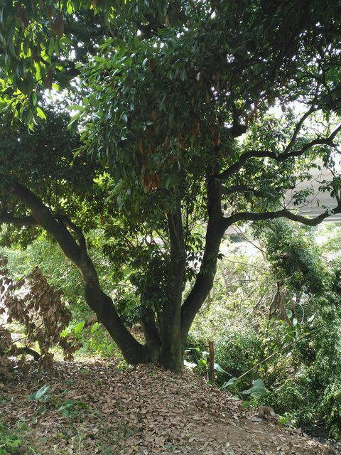 惠东县荔枝木 年龄大概40年以上  老一辈种植的 改品种嫁接