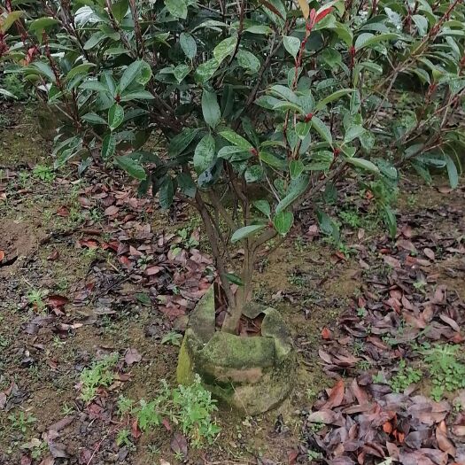 阳朔县红叶石楠球，绿化苗木，桂林