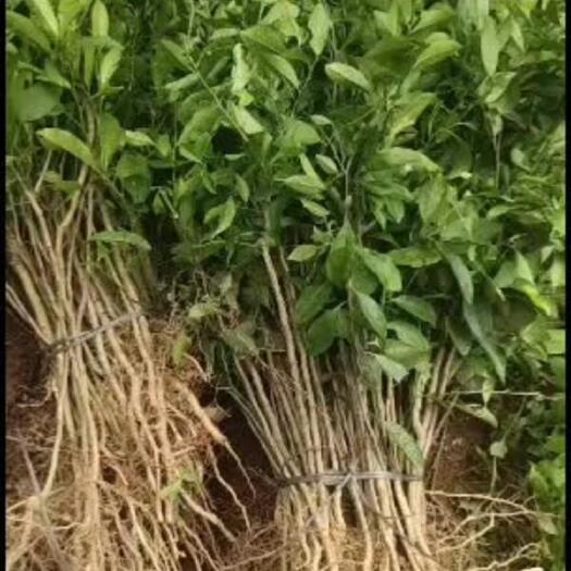 灵山县柠檬直生苗