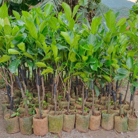 灵山县菠萝蜜树苗海南马来西亚1号8号黄肉泰  12号红肉菠萝蜜苗