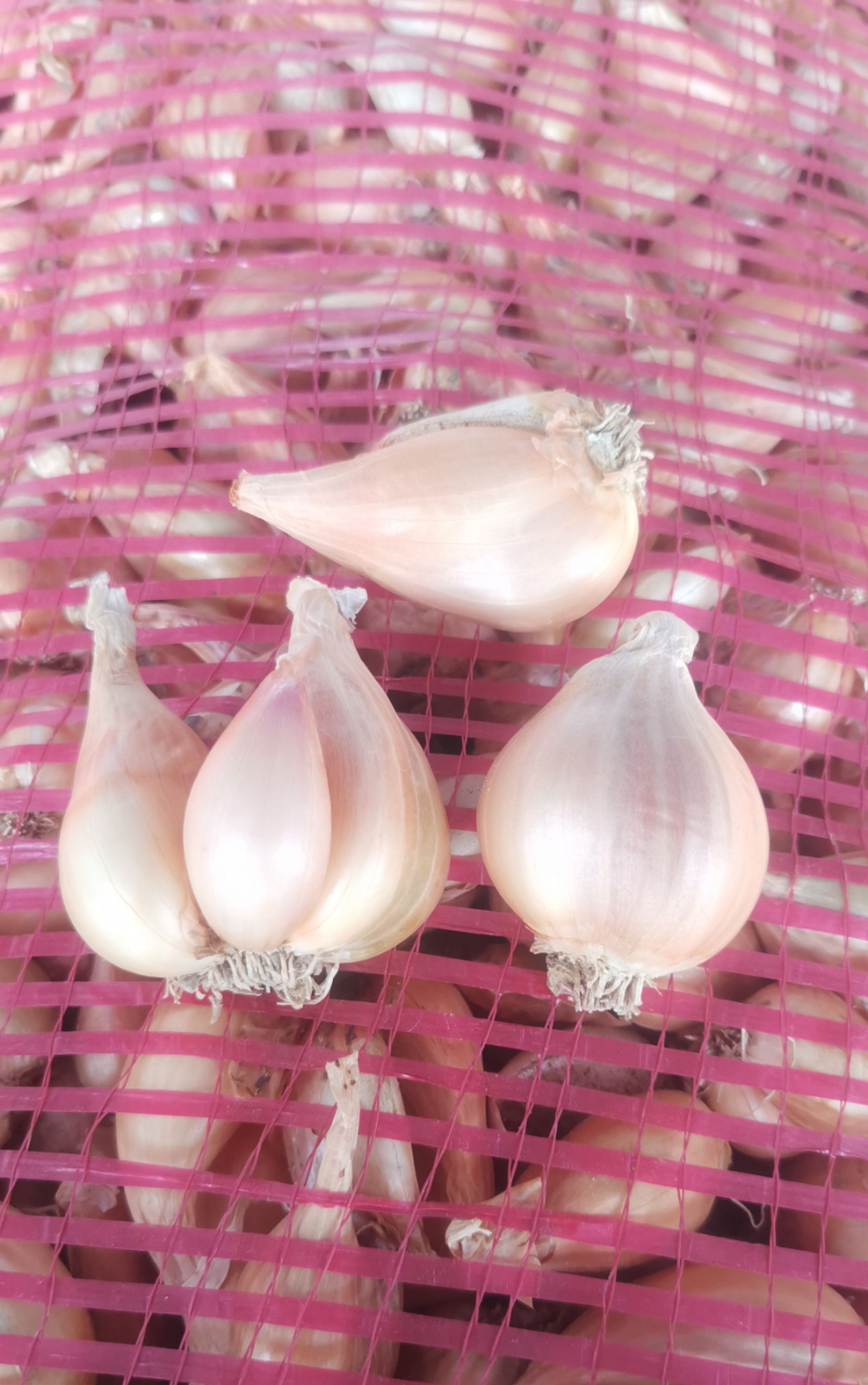 火葱 火葱头 分葱头四季葱头 黄葱头 四季分葱头 香葱头子