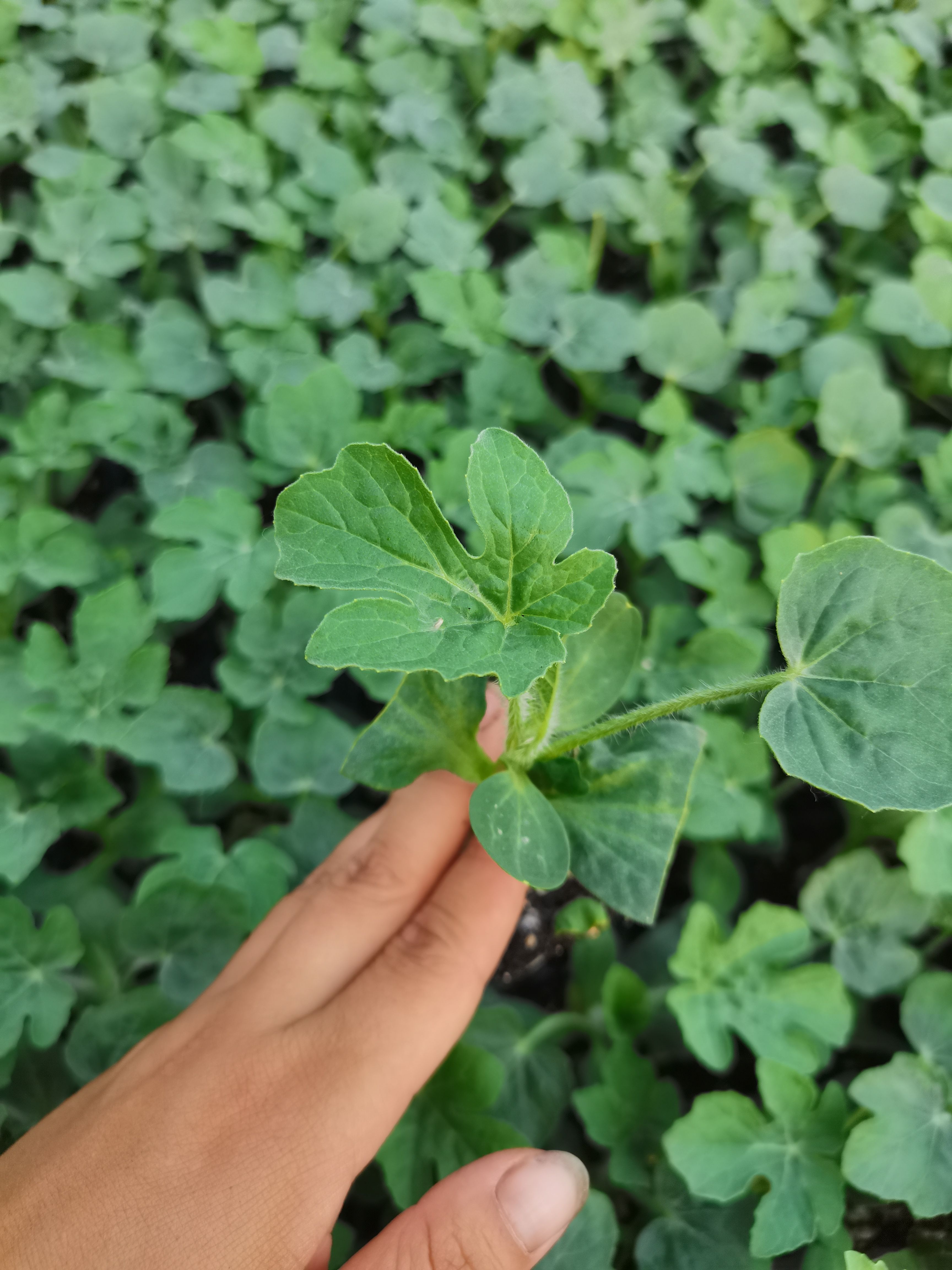 嫁接8424.美都，甜王苗