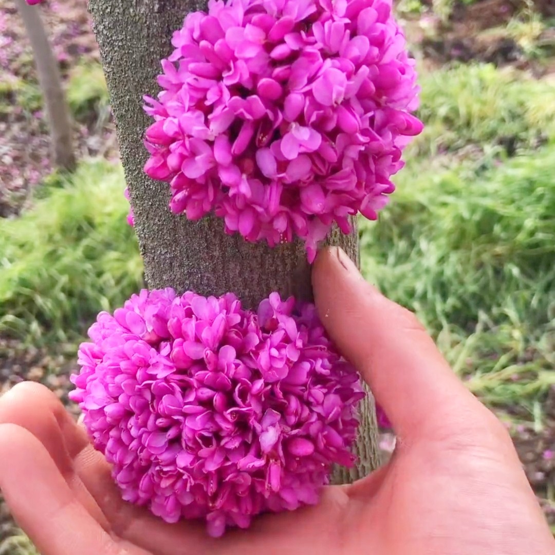 [红花紫荆批发]紫荆花树苗满红条园林苗庭院观赏公园绿化价格6元/株