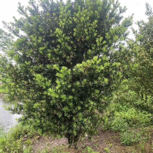蒙山县罗汉松30量尺16至18公分