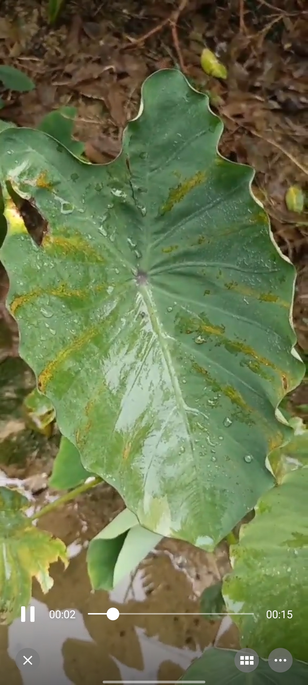 老师请问这个是芋头是什么病害