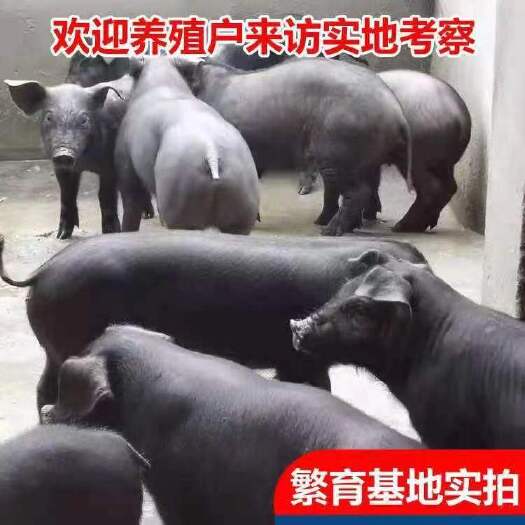 会同县苏太母猪 抗病能力强 耐粗饲料 原种母猪 品种保证 全国包邮