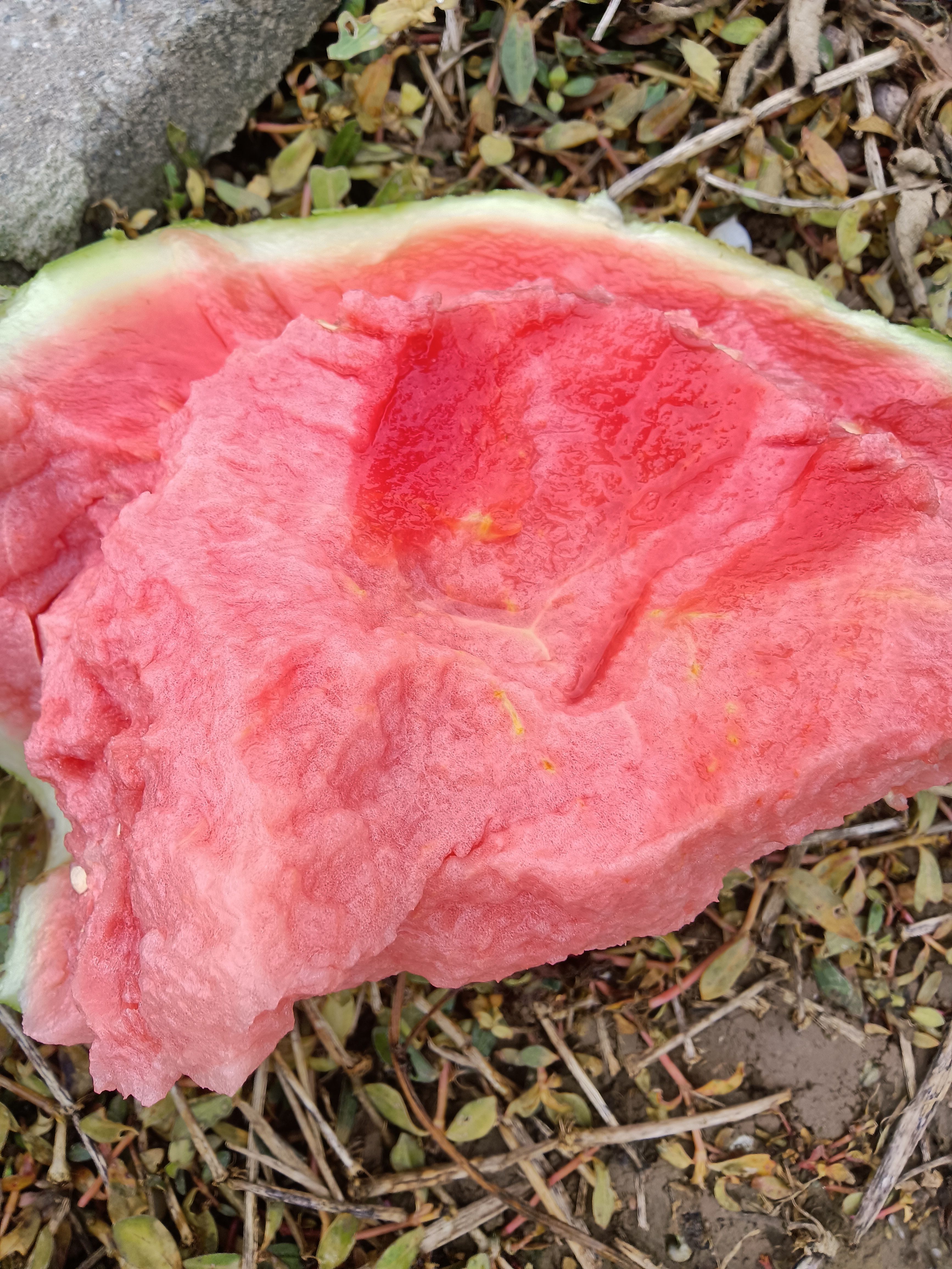 上海8424大棚西瓜，小美西瓜批发